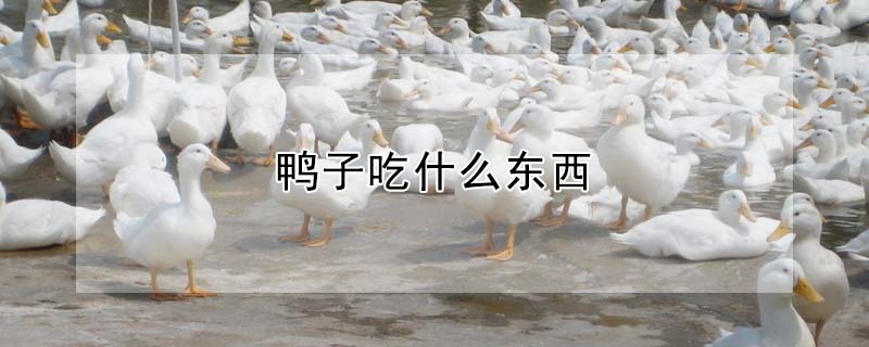 鸭子吃什么东西