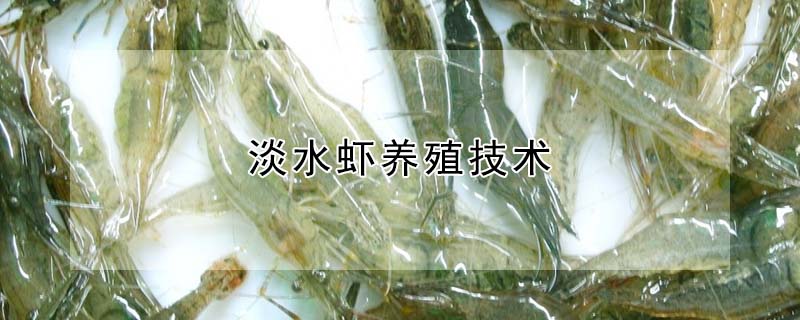 淡水虾养殖技术