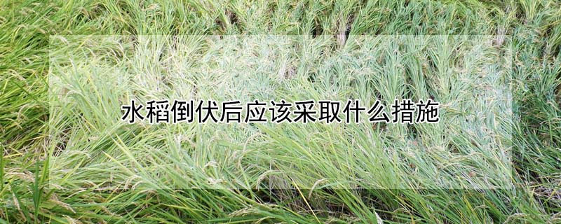 水稻倒伏后应该采取什么措施