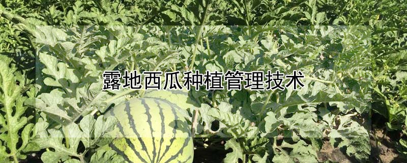 露地西瓜种植管理技术