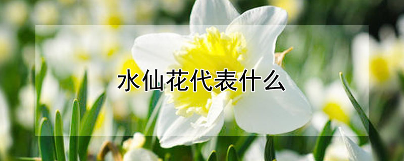 水仙花代表什么