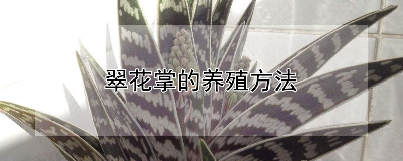 翠花掌的养殖方法