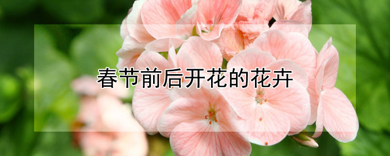 春节前后开花的花卉