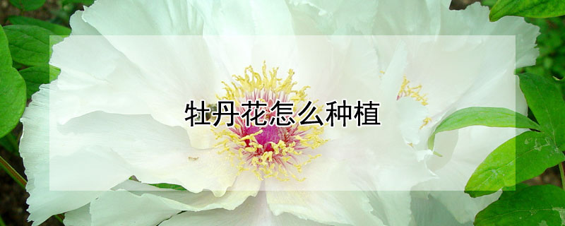 牡丹花怎么种植