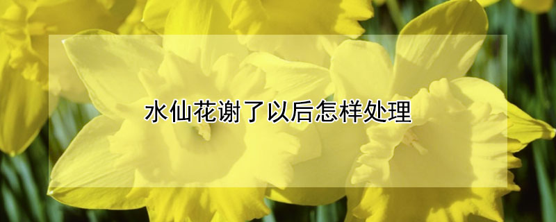 水仙花谢了以后怎样处理