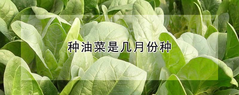 种油菜是几月份种