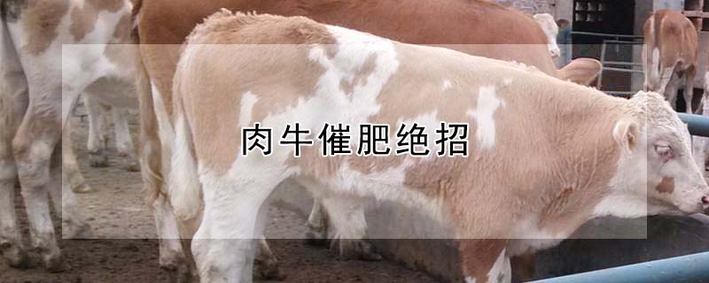 肉牛催肥绝招