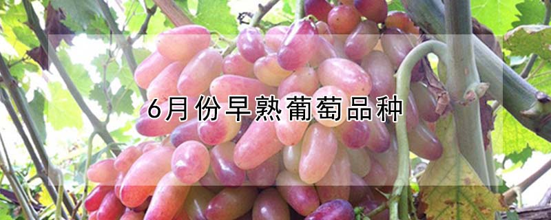 6月份早熟葡萄品种