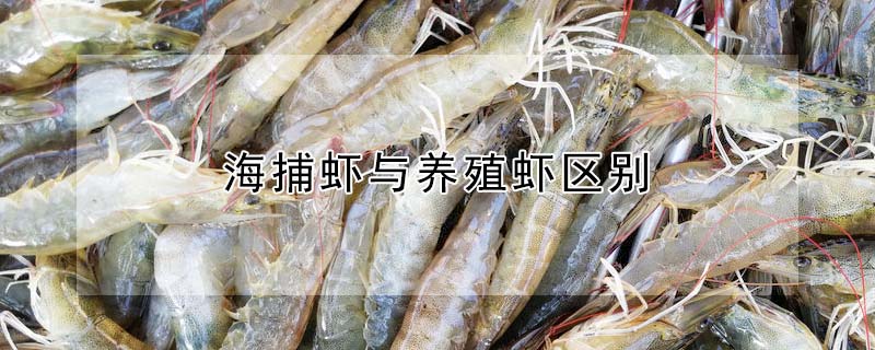 海捕虾与养殖虾区别