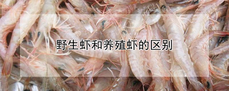 野生虾和养殖虾的区别