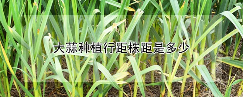 大蒜种植行距株距是多少