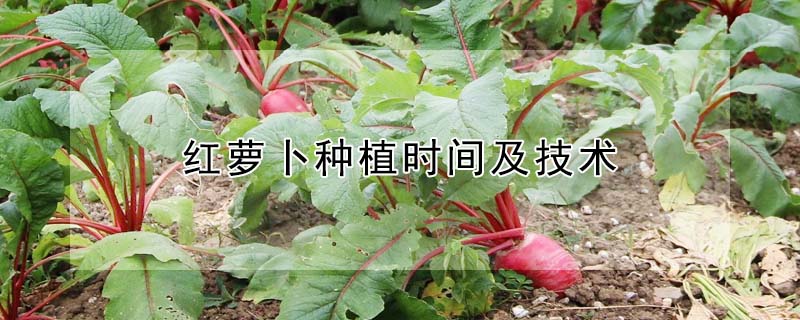 红萝卜种植时间及技术