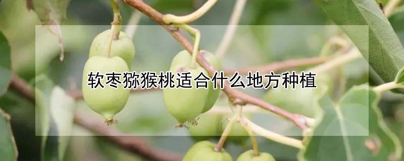 软枣猕猴桃适合什么地方种植 —【发财农业网】