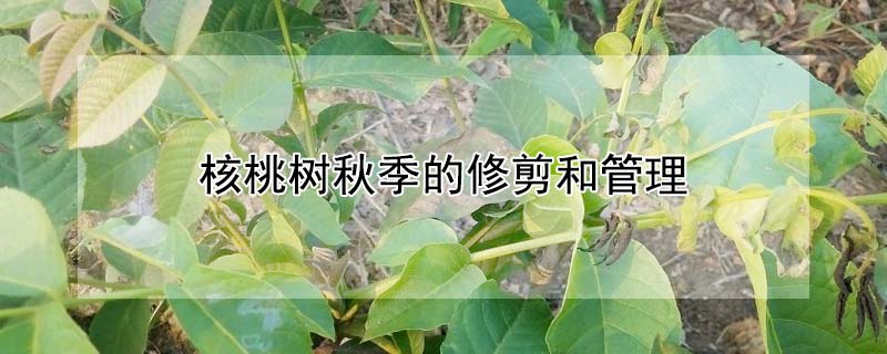 核桃树秋季的修剪和管理