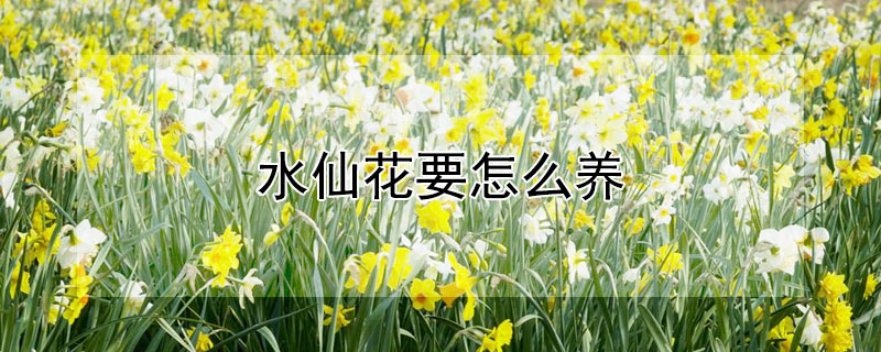 水仙花要怎么养