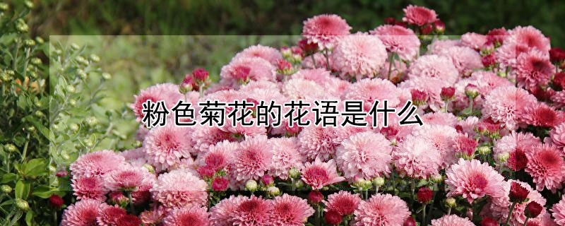 粉色菊花的花语是什么