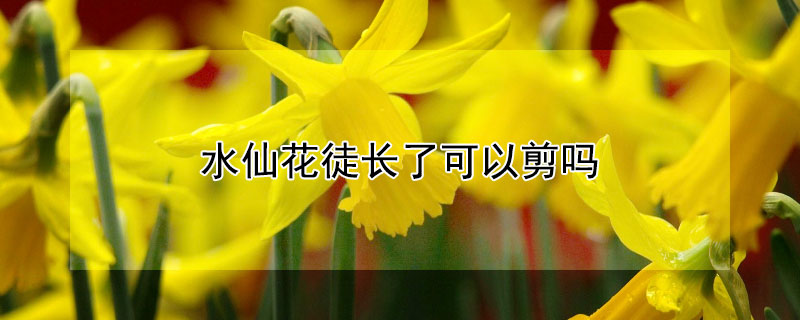 水仙花徒长了可以剪吗