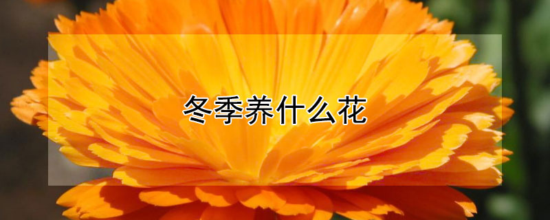 冬季养什么花