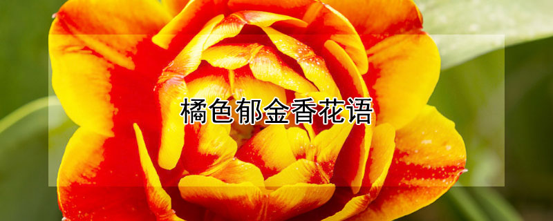 橘色郁金香花语
