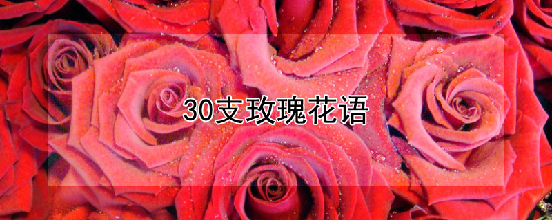30支玫瑰花语