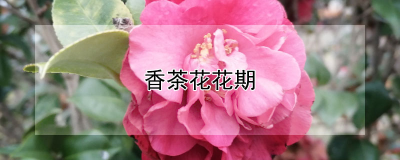 香茶花花期