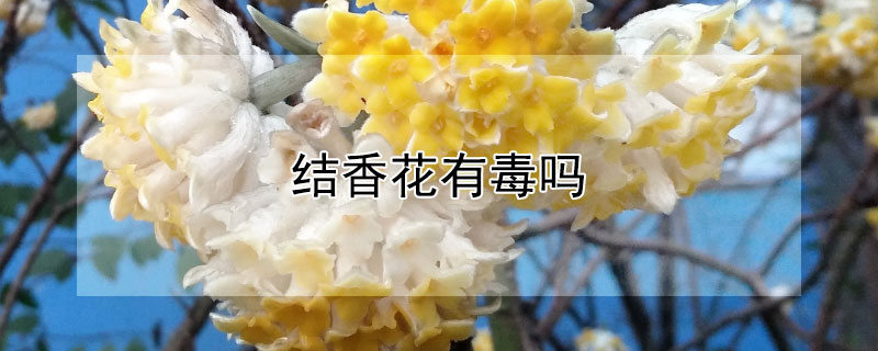 结香花有毒吗