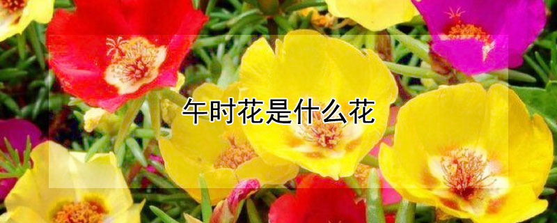 午时花是什么花