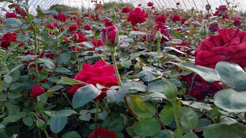 室内盆栽月季花的养殖方法