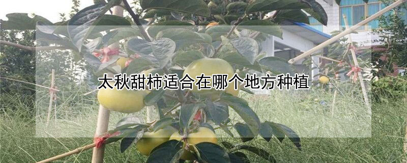 太秋甜柿适合在哪个地方种植