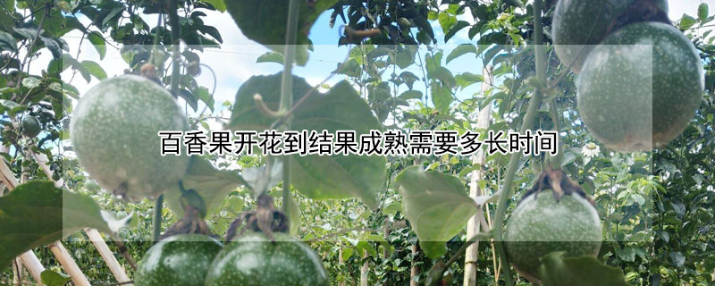 百香果开花到结果成熟需要多长时间