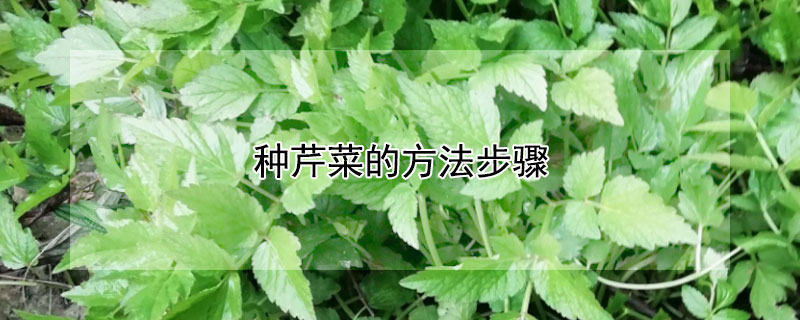 种芹菜的方法步骤