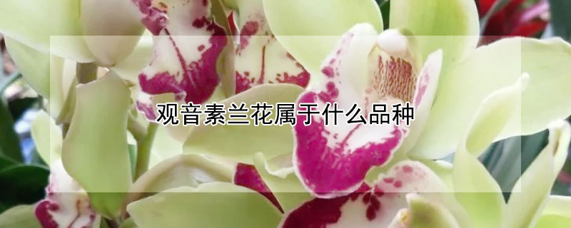 观音素兰花属于什么品种