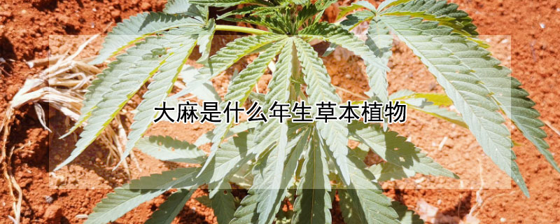 大麻是什么年生草本植物 发财农业网