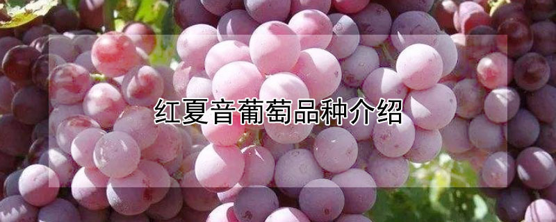红夏音葡萄品种介绍