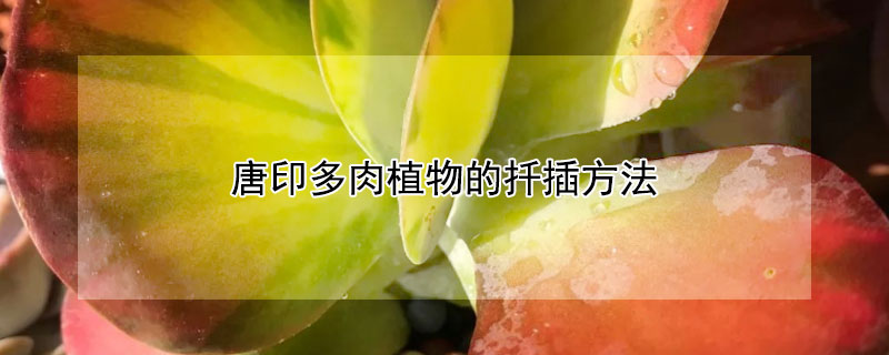 唐印多肉植物的扦插方法