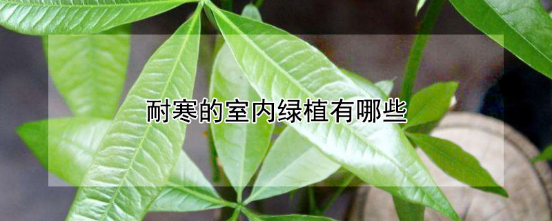 耐寒的室内绿植有哪些