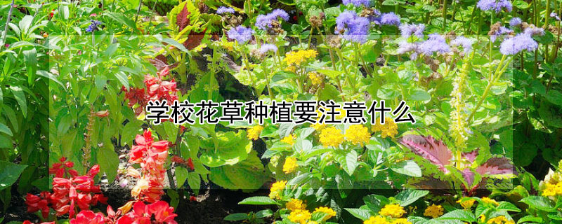 学校花草种植要注意什么