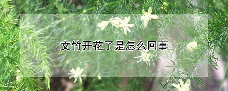 文竹开花了是怎么回事