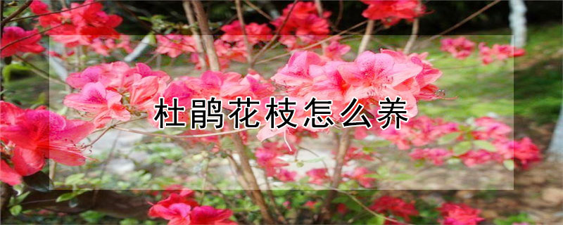 杜鹃花枝怎么养