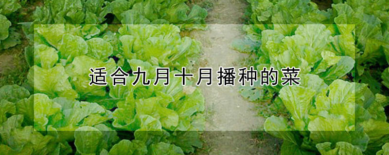 适合九月十月播种的菜 —【发财农业网】