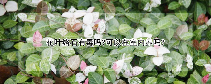 花叶络石有毒吗?可以在室内养吗?