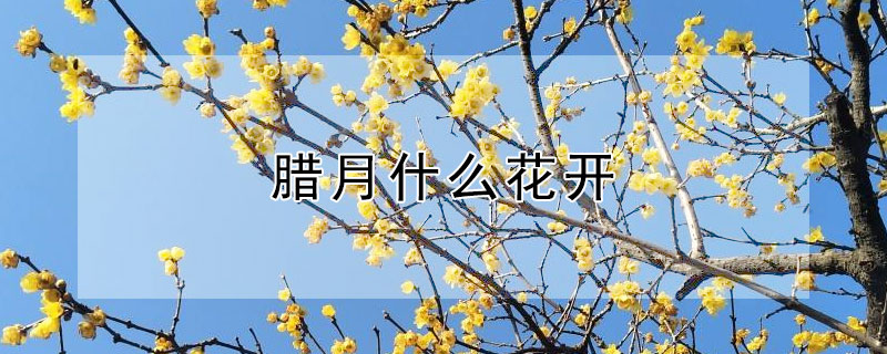 腊月什么花开