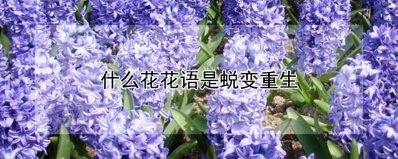 什么花花语是蜕变重生