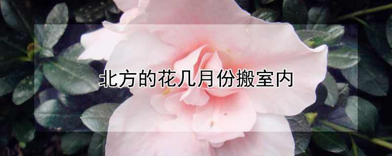 北方的花几月份搬室内