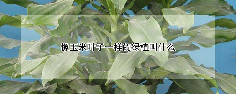 像玉米叶子一样的绿植叫什么