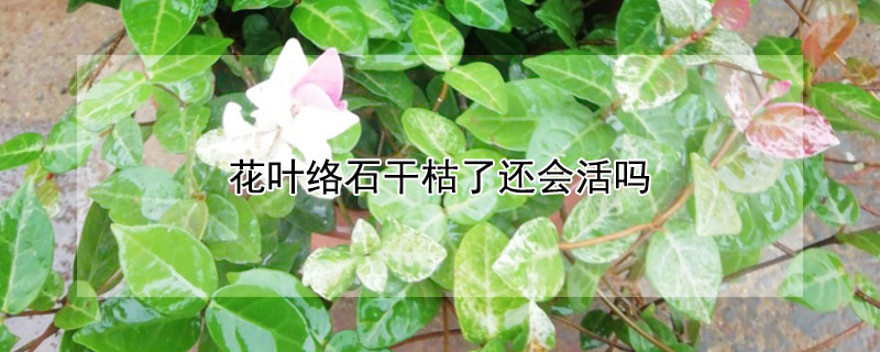 花叶络石干枯了还会活吗