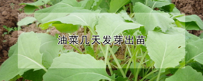 油菜几天发芽出苗