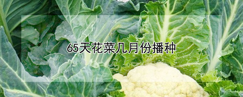 65天花菜几月份播种