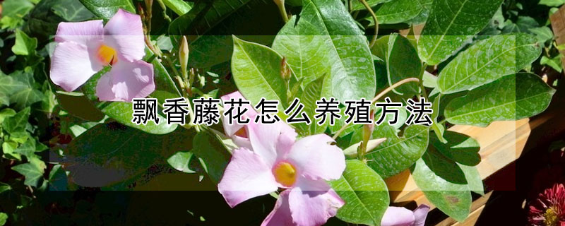 飘香藤花怎么养殖方法