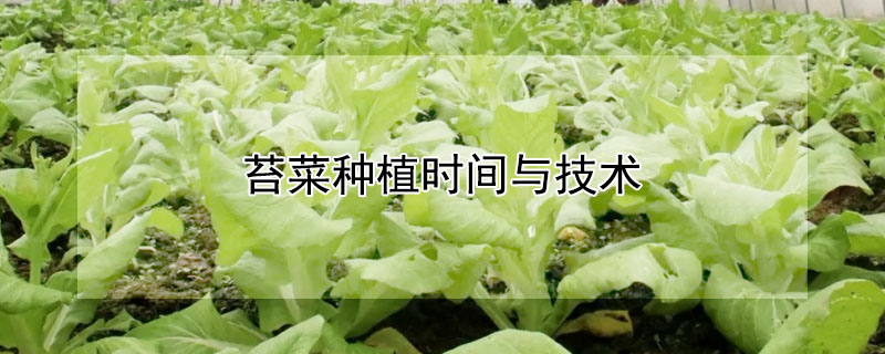 苔菜种植时间与技术 发财农业网